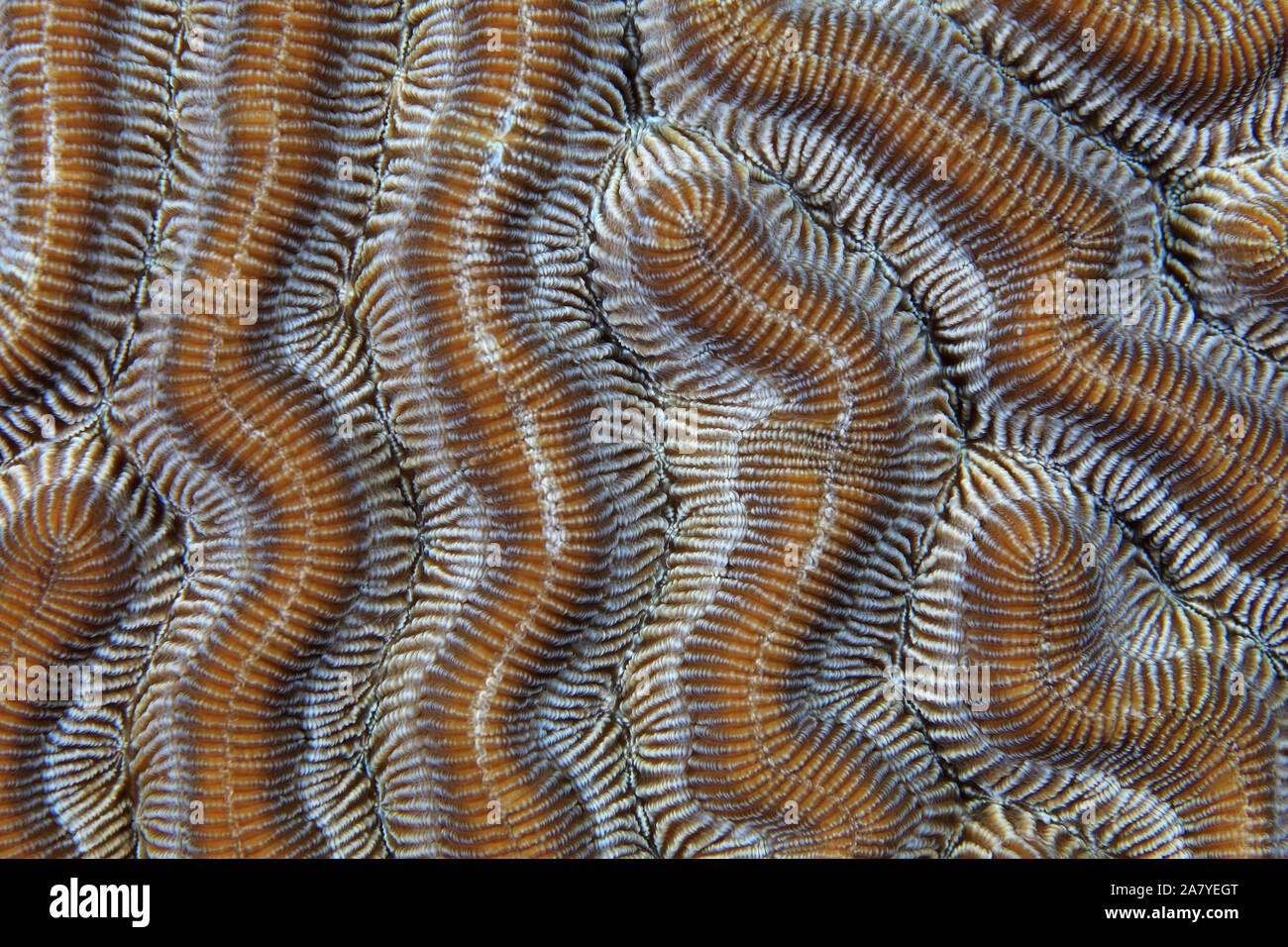 Nahaufnahme von Stony coral Struktur in der Karibik Stockfoto