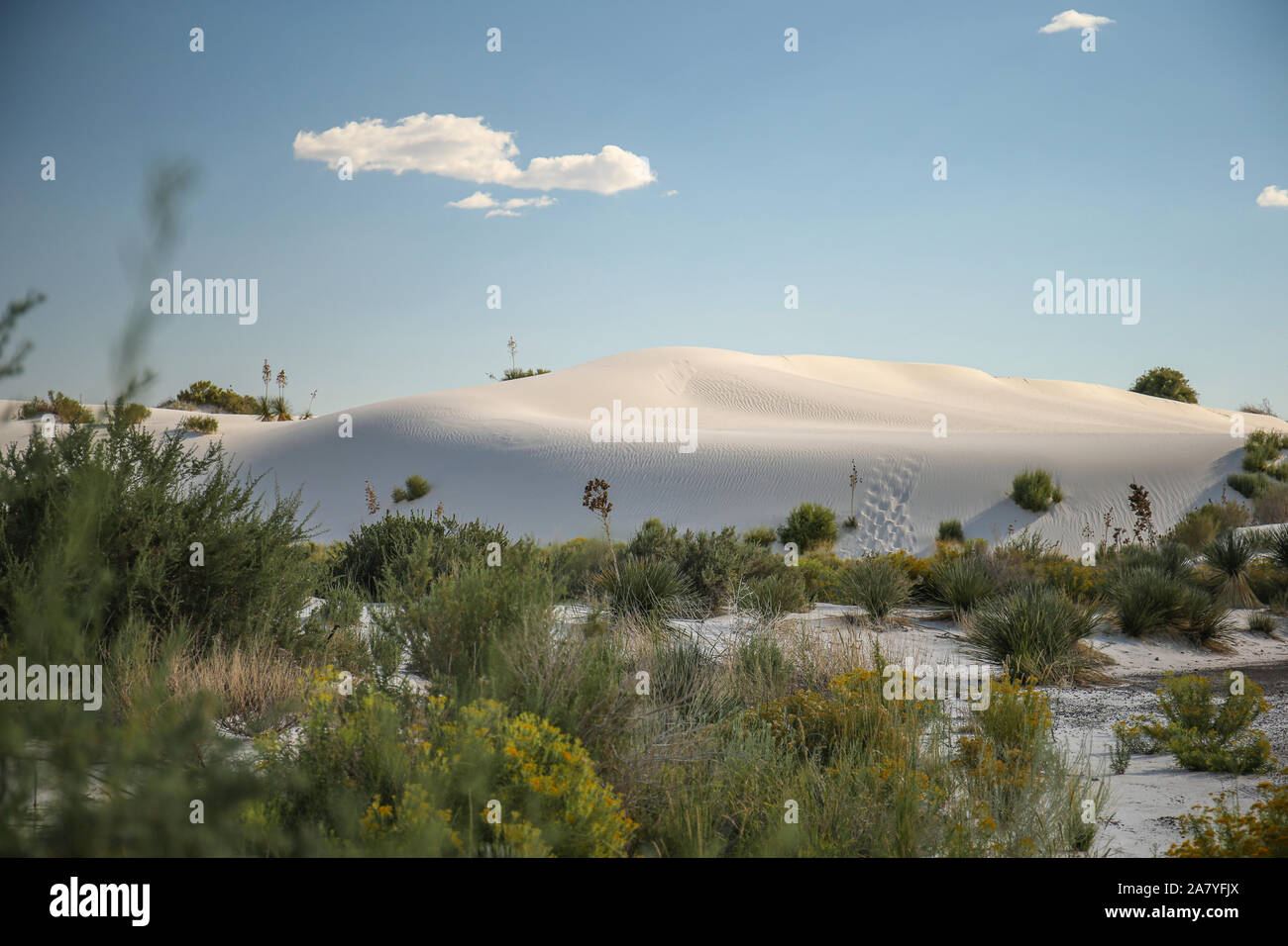 Grün vorne, mit den weißen Dünen von White Sands hinter Stockfoto