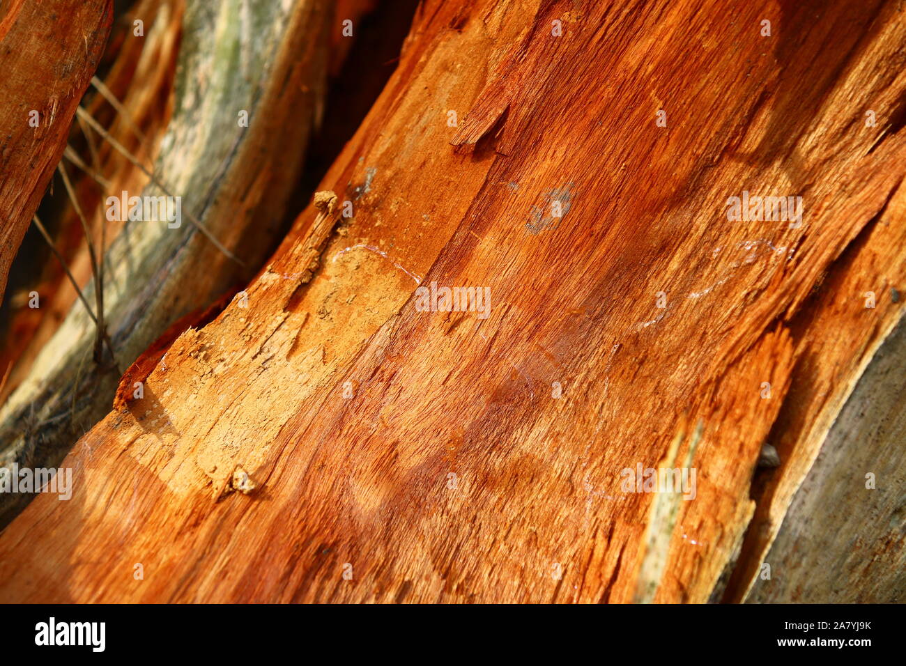 Bis zum kern Fotos und Bildmaterial in hoher Auflösung Alamy