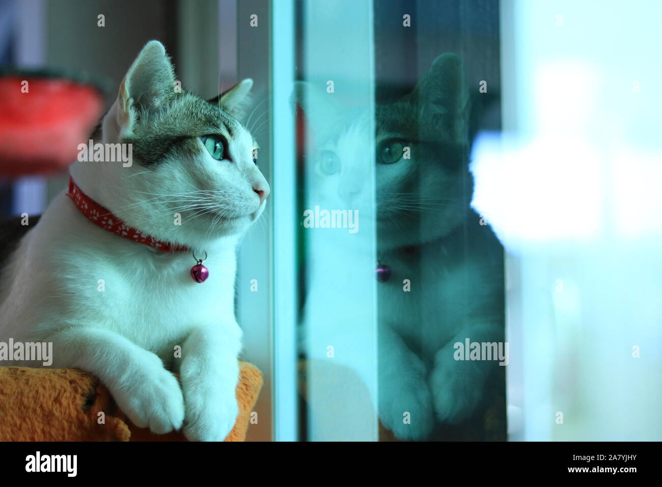 Seitenansicht, Katze im Fenster fühlen gehen möchte, Stockfoto