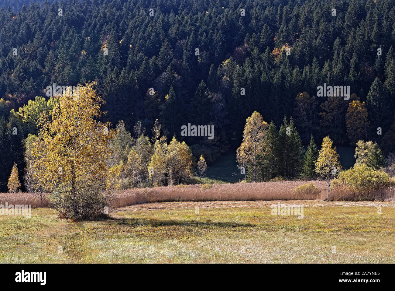Sensiblen Naturraum des Marais de Sagnes, Chartreuse, Französische Alpen Stockfoto