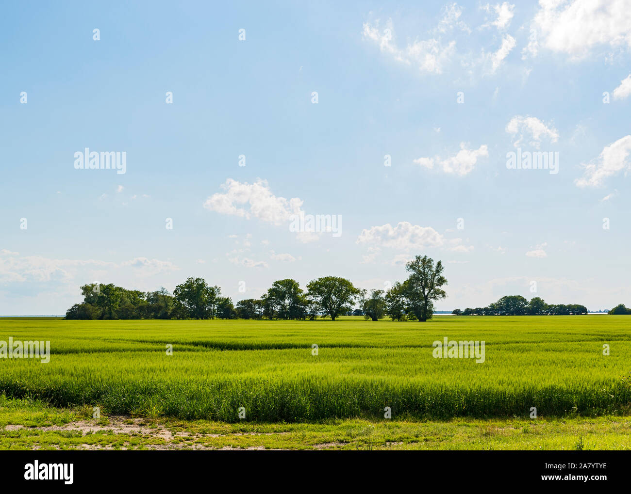 Schaprode, Rügen, Getreidefeld, Bodden, Hiddensee Stockfoto