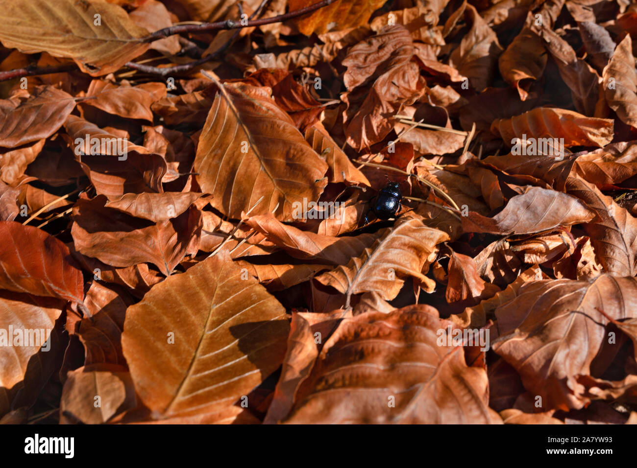 Ein Zoom auf die Blätter im Herbst und einen Käfer Wanderung durch Sie. Stockfoto