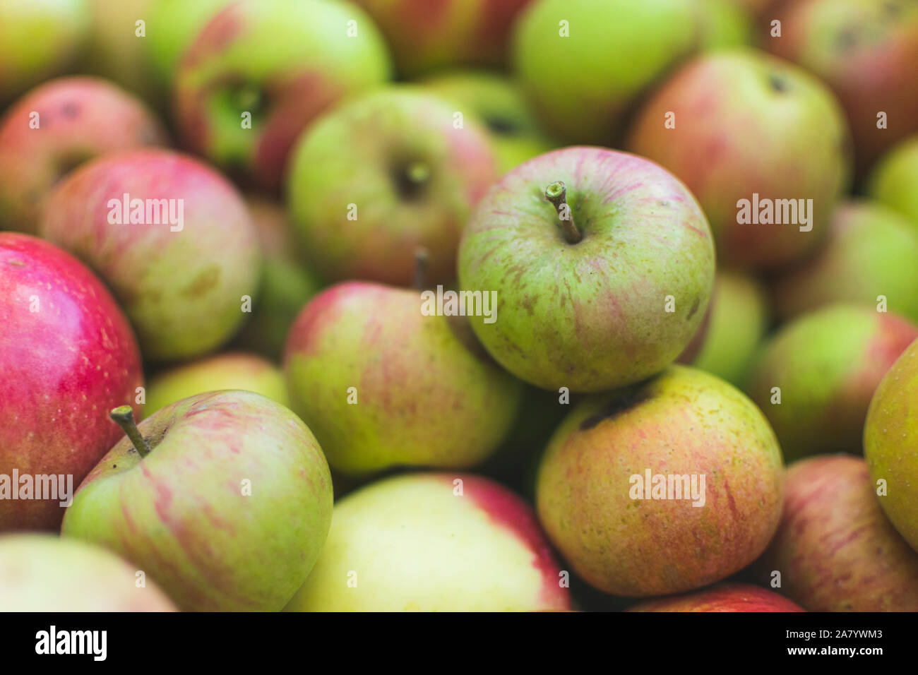 Selektiver Fokus und full frame Foto von bunten Äpfel frisch gepflückt von der Orchard. Stockfoto