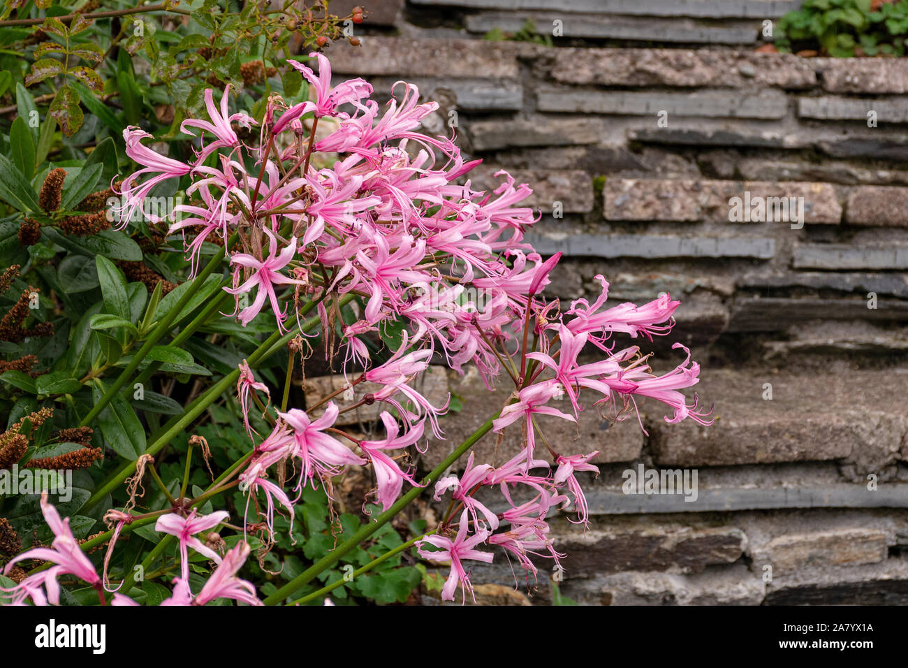 "Nerine" Bowdenii glowers in Rosa. Große Gruppe von Blumen. Der amaryllidaceae Familie. Rosa hebaceous floers und grünem Laub. Stockfoto