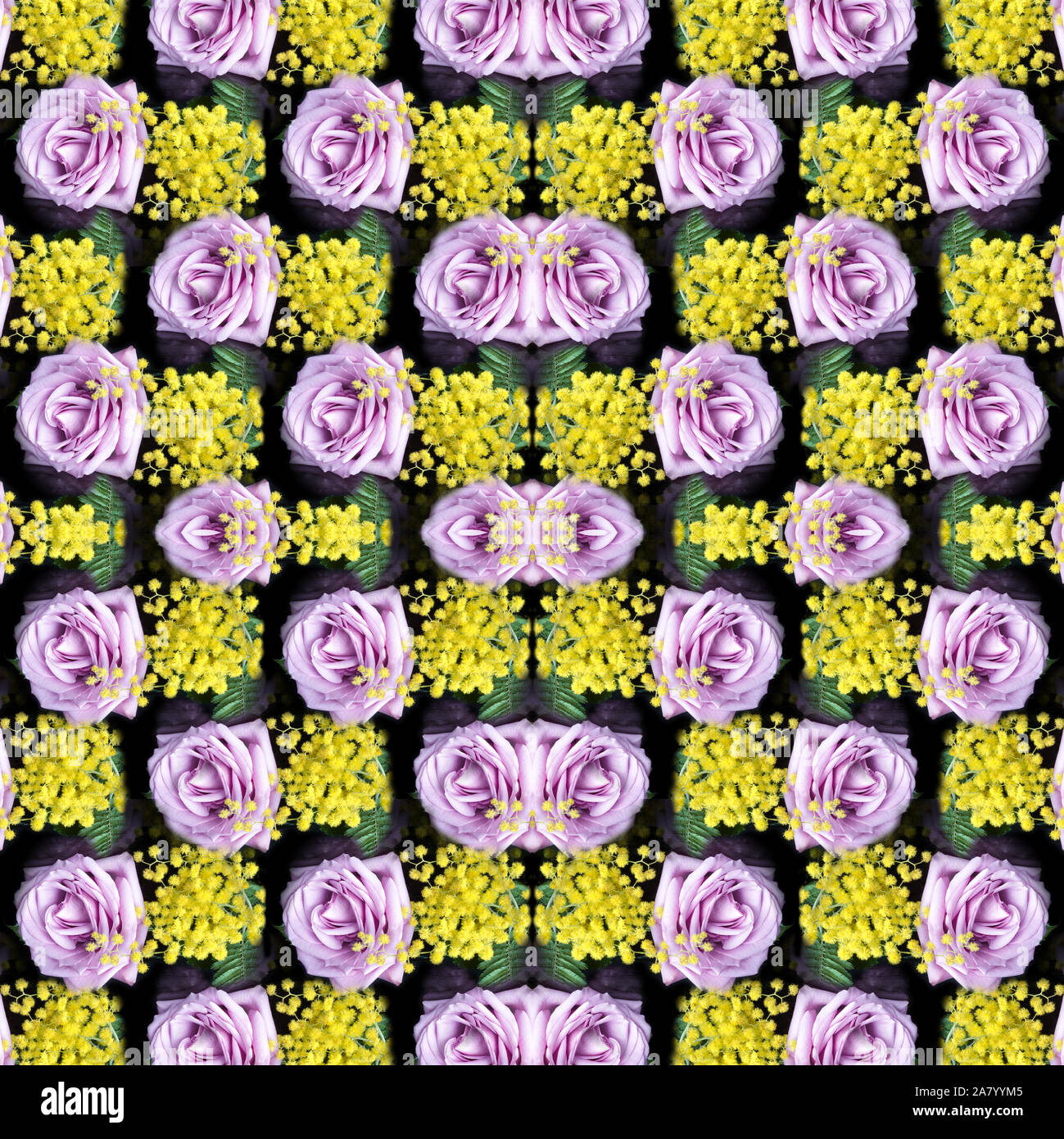 Rosen und Mimosas auf schwarzem Hintergrund, nahtlos Stockfoto