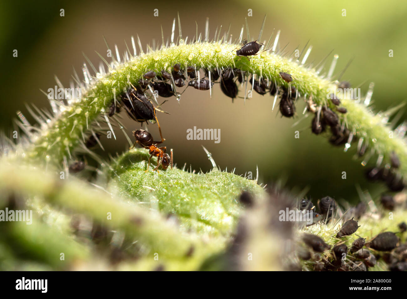 Blattläuse und Ameisen auf einer grünen Pflanze, Symbiose und Zusammenleben wildlife von Insekten, Nahaufnahme Stockfoto