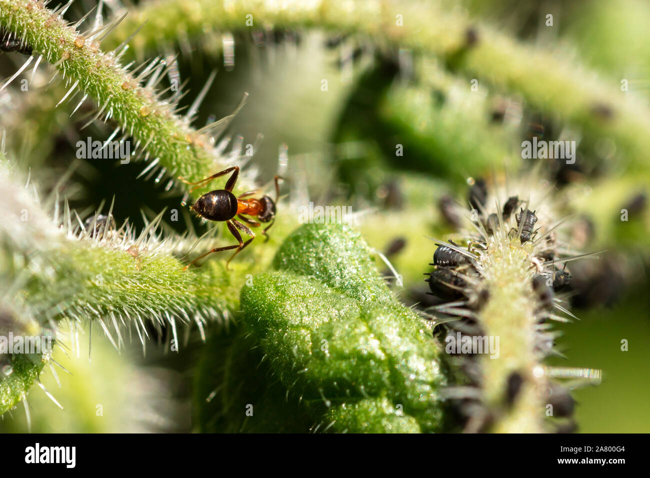 Symbiose, Teamarbeit und Zusammenleben von Insekten, Blattläuse und Ameisen auf einer grünen Pflanze, Nahaufnahme Stockfoto