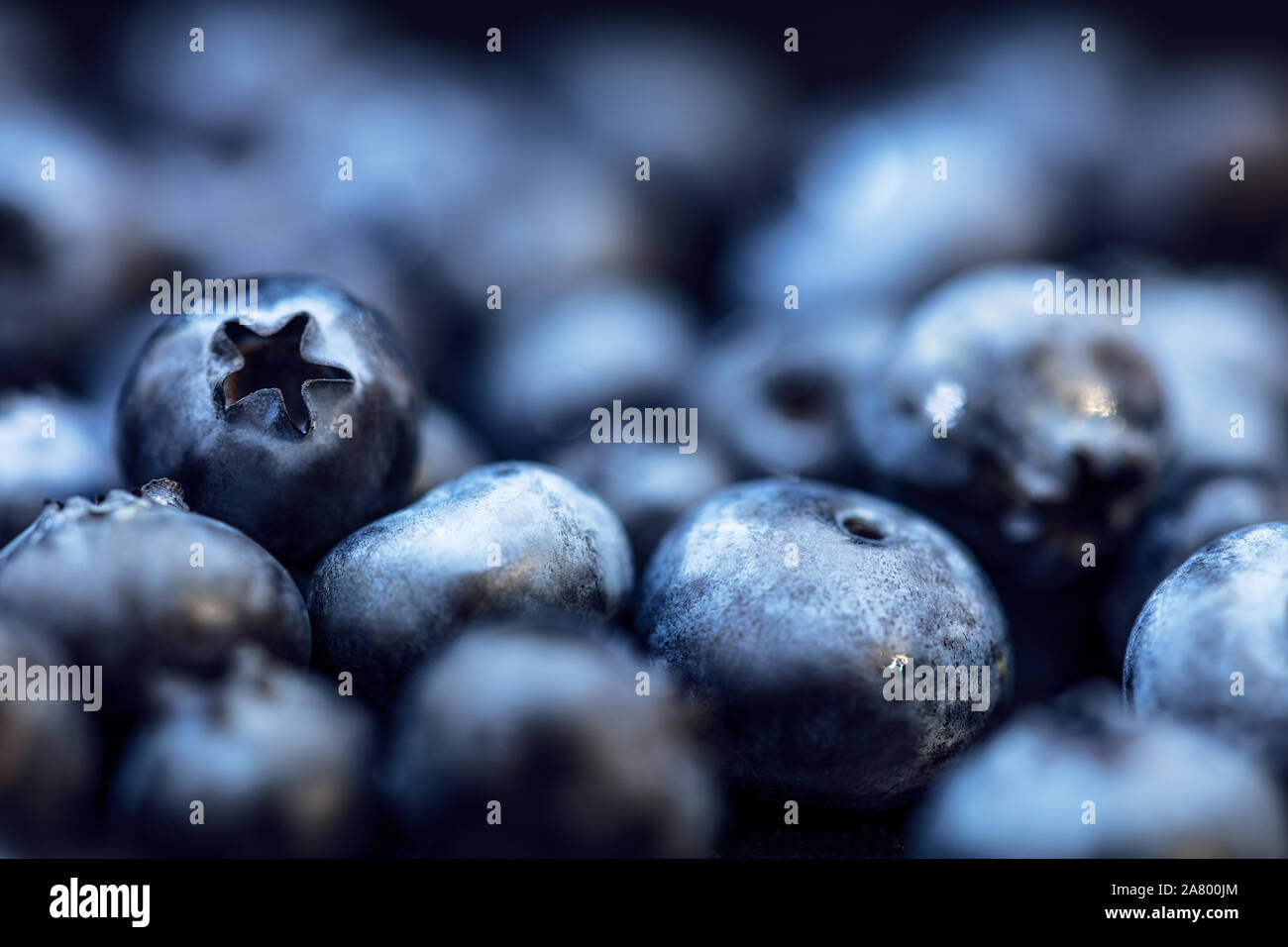 Frische rohe Blaubeeren, Hintergrund, Nahaufnahme von Vaccinium corymbosum Stockfoto