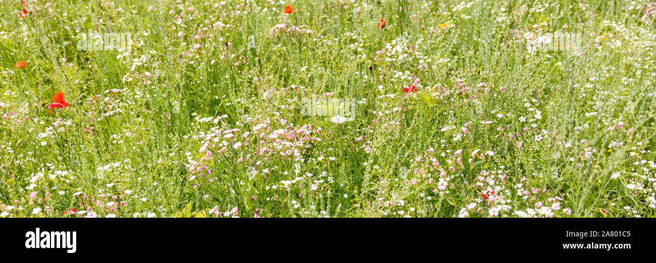 Panorama, Wildflower Wiese am Wohlstand, grüner Hintergrund Stockfoto