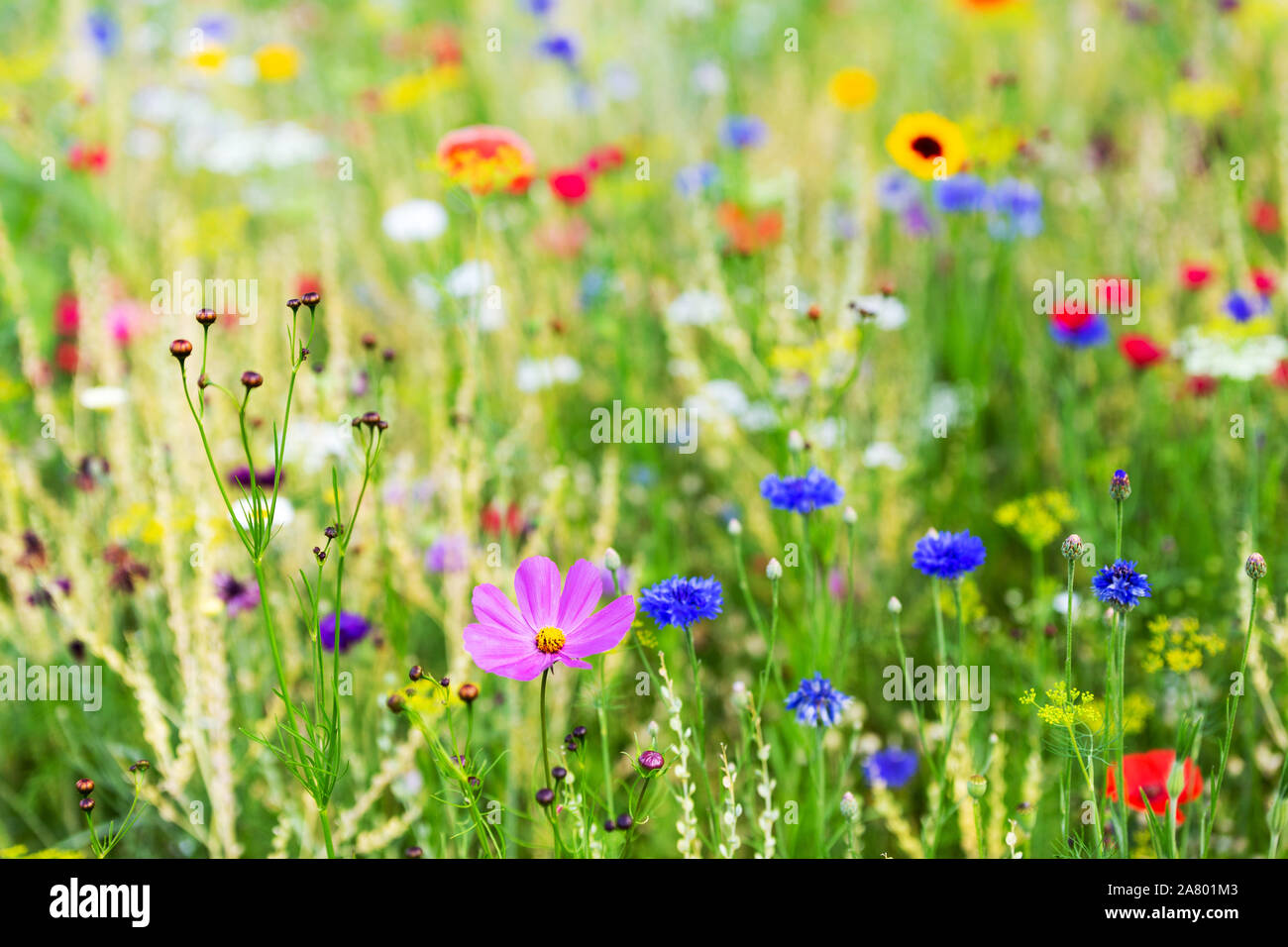 Bunte Wilde Blumenwiese, Hintergrund für den Frühling oder Sommer und Gartenarbeit Stockfoto