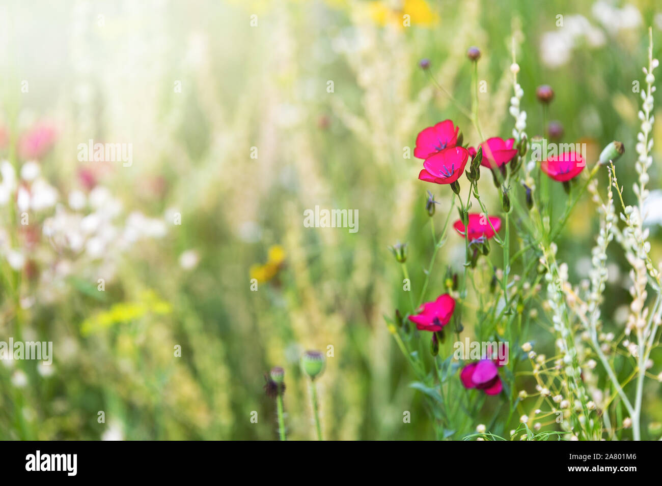 Native Blumenwiese für Insekten und Wildtiere, Sonnenschein Stockfoto