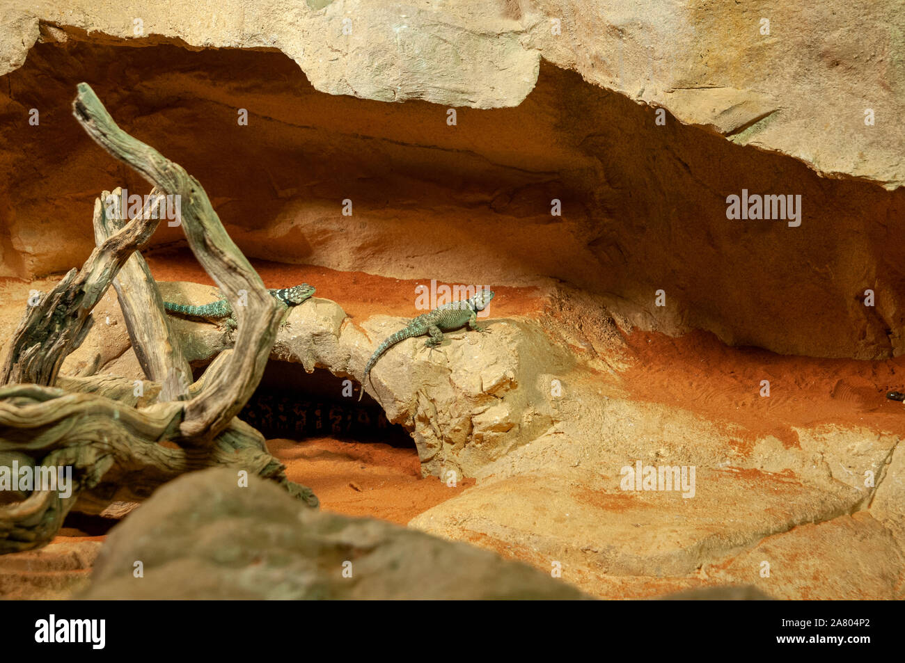 Sceloporus cyanogenys (Blau stachelige Echse) (ursprünglich aus Mexiko und Texas) im Haus des Meeres, das Aquarium und Terrarium Gebäude, Esterhazy Park, Stockfoto