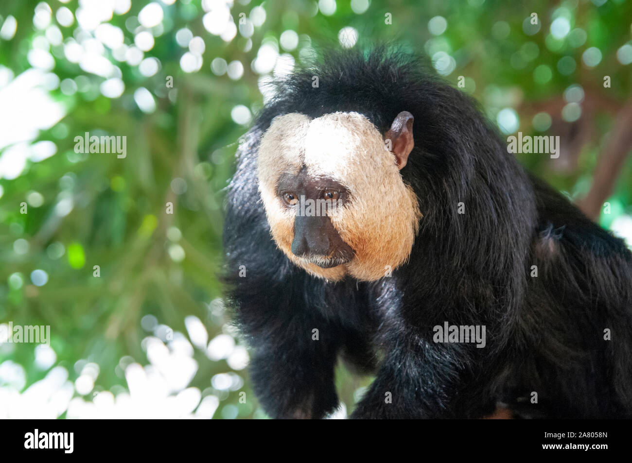 White-faced Saki (Pithecia pithecia), die sog. Guianan saki und die Golden-faced Saki, ist eine Art aus der Neuen Welt saki Monkey. Sie können gefunden werden Stockfoto