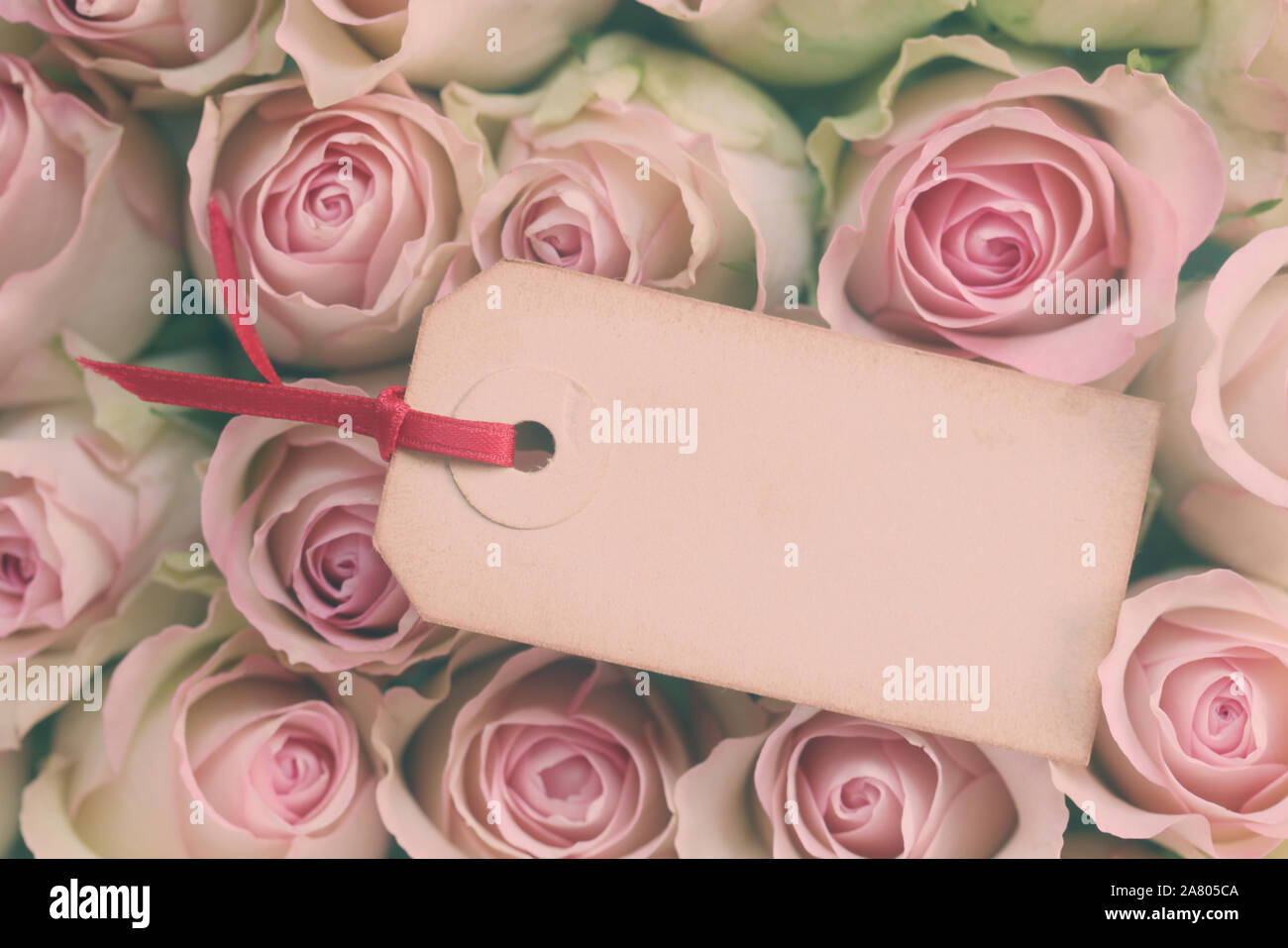 Leeres Papier Aufkleber auf Rosen Stockfoto