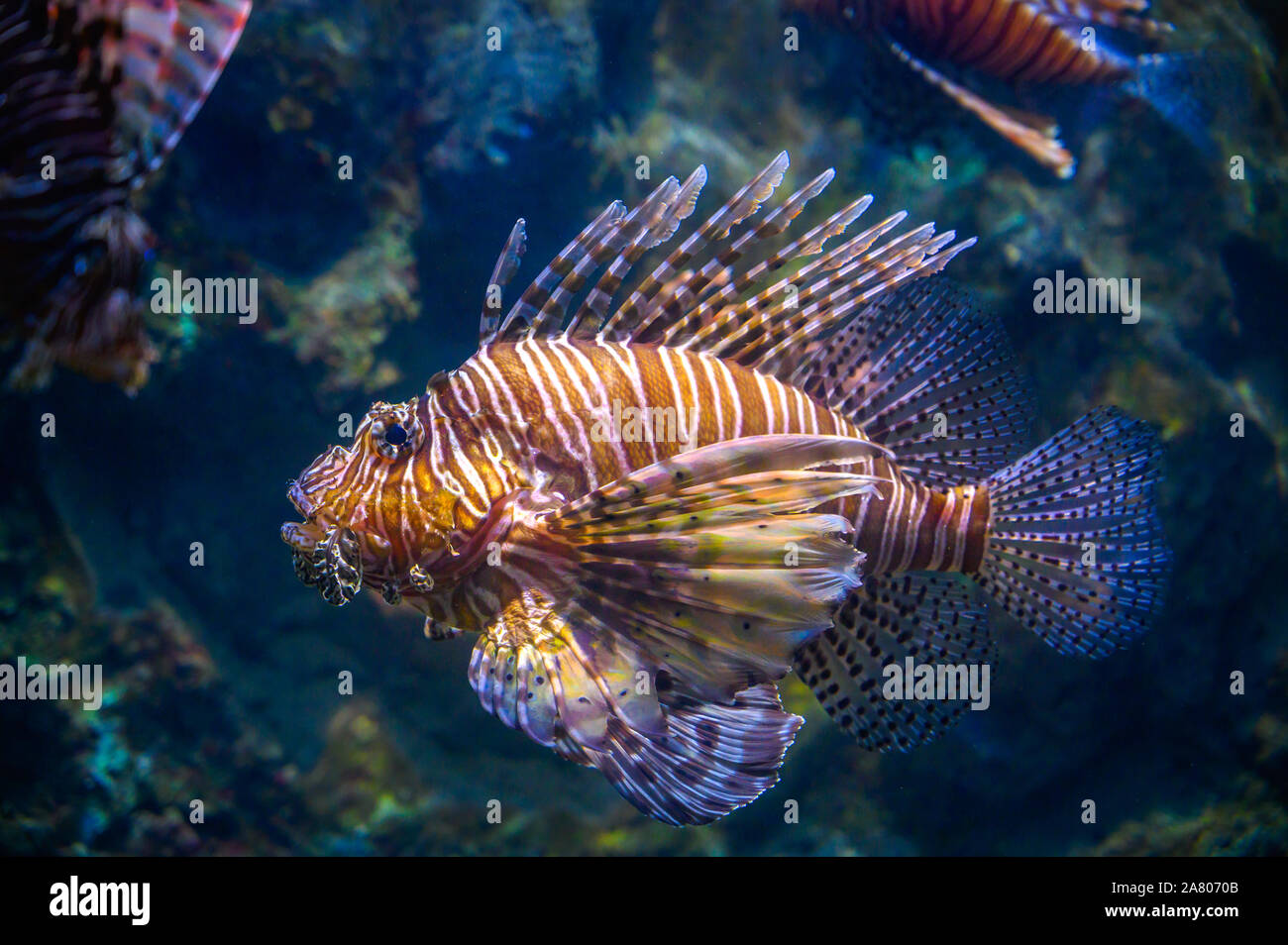 Meilen feuerfische Schwimmen in Coral unter dem Meer Stockfoto