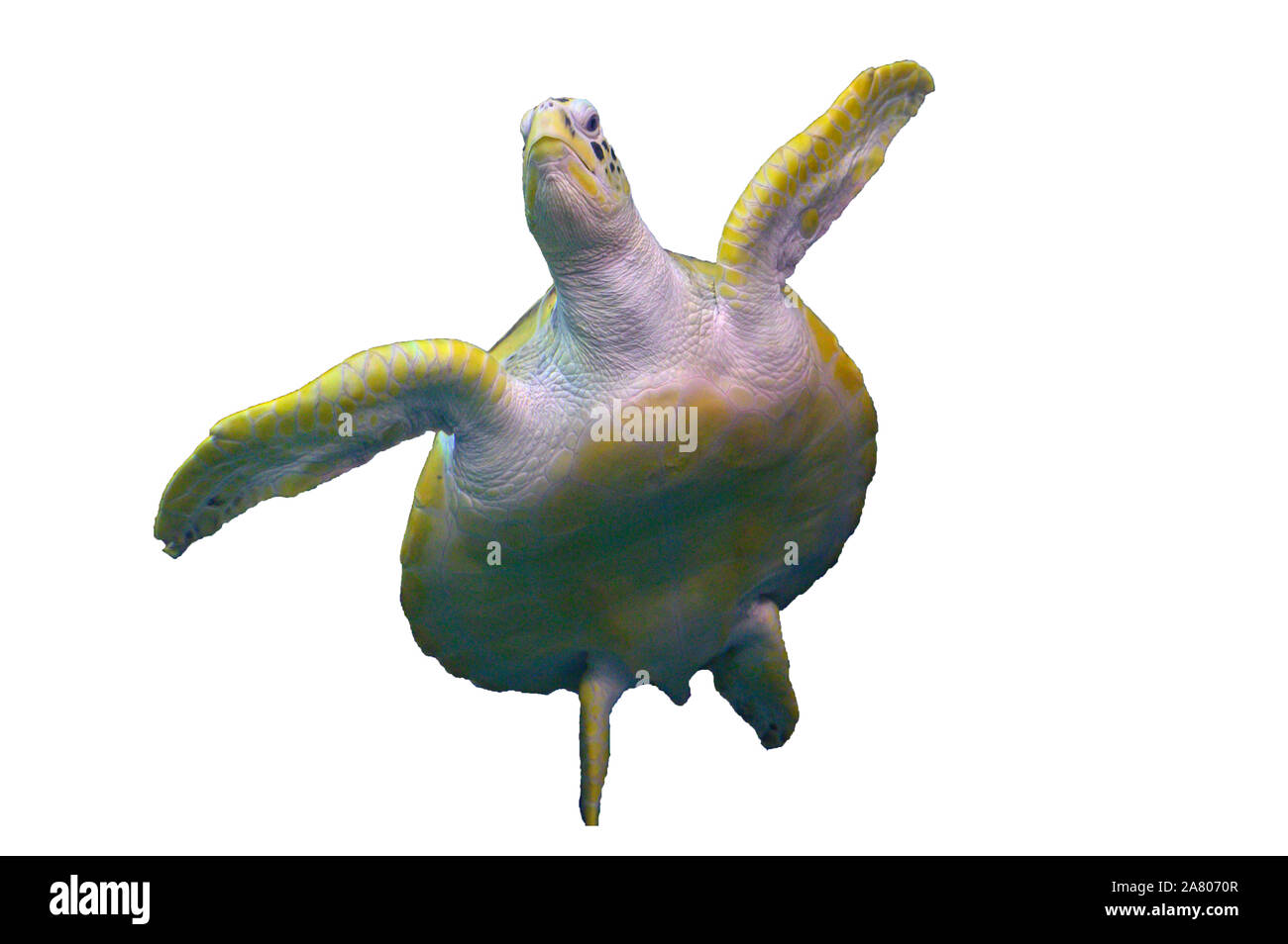 Sea turtle Schwimmen in weißen Hintergrund isolieren Stockfoto