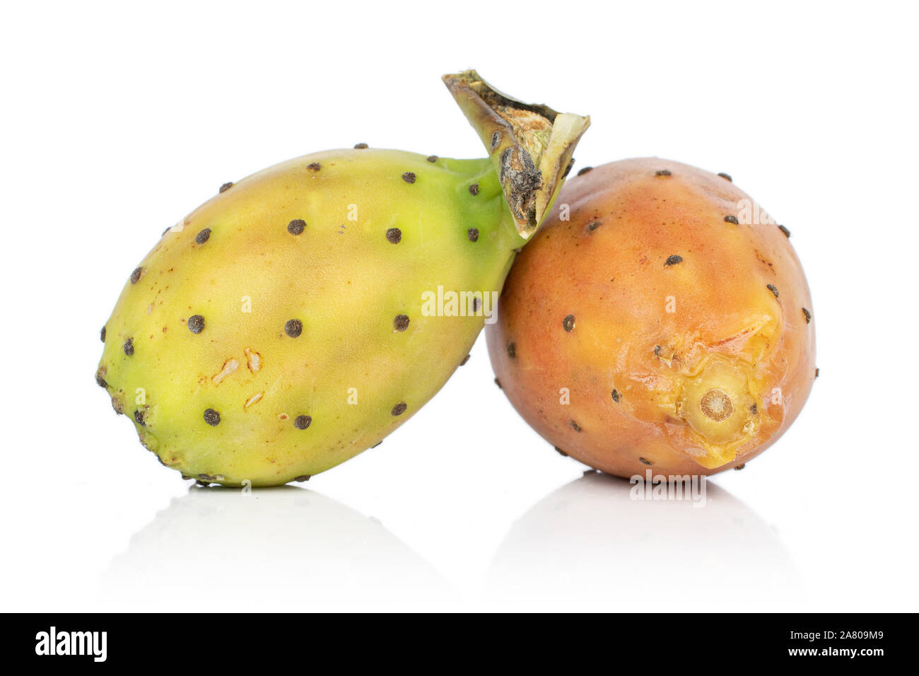 Gruppe von zwei ganze stachelige grüne Opuntia auf weißem Hintergrund Stockfoto