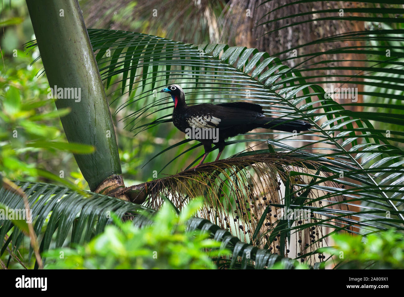 Die gefährdeten schwarzen Glasfront Piping-Guan vom Atlantischen Regenwald Stockfoto