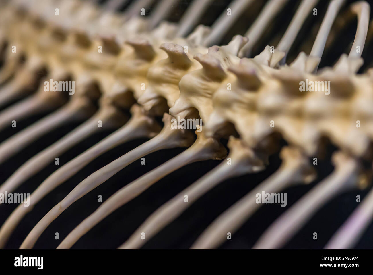 Makro- und verschwommenes Bild von Skelett Schlange auf schwarzem Hintergrund Stockfoto