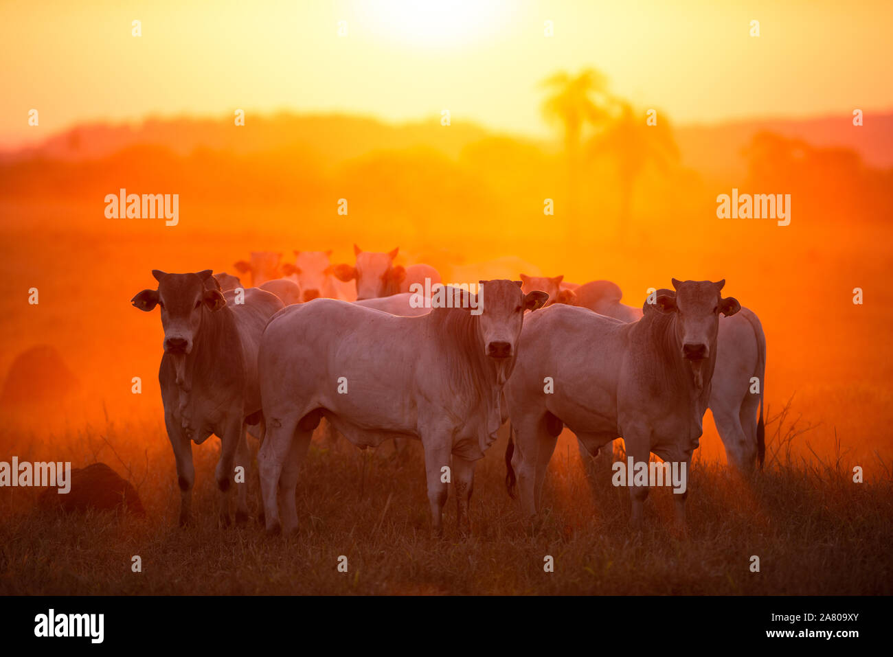 Nelore Rinder bei Sonnenuntergang in einer Weide in Brasilien Stockfoto