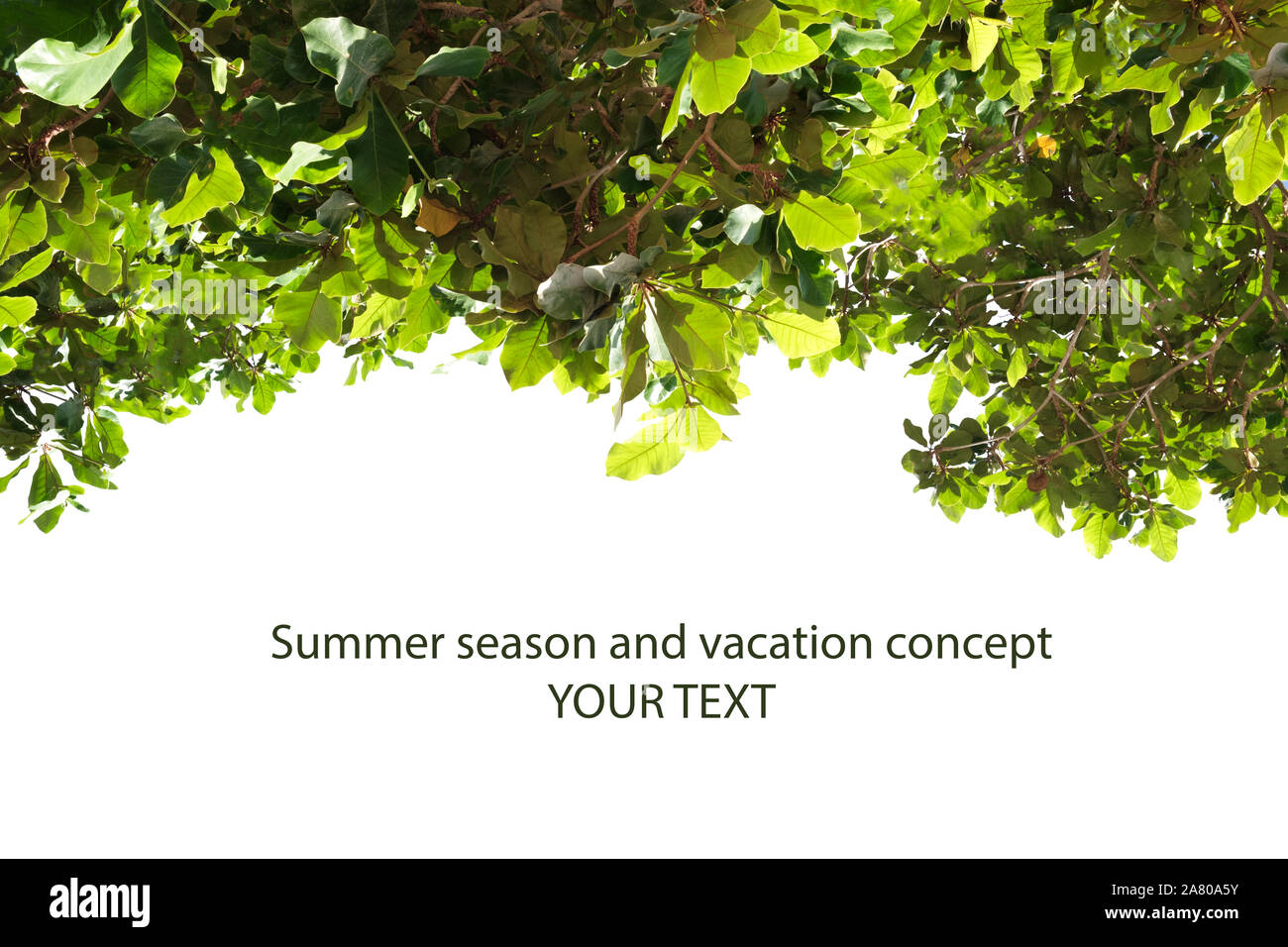 Ferienhäuser Konzept, Sommer Konzept, grünes Blatt auf weißem Hintergrund mit Kopie Raum isoliert Stockfoto