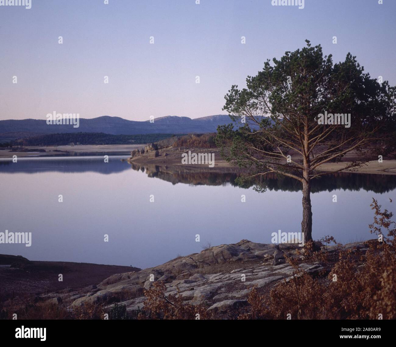 Quebrada La CUERDA DEL POZO - VISTA DEL STAUSEE CON PINO. Lage: EMBALSE DE LA CUERDA DEL POZO. PROVINCIA. Soria. Spanien. Stockfoto