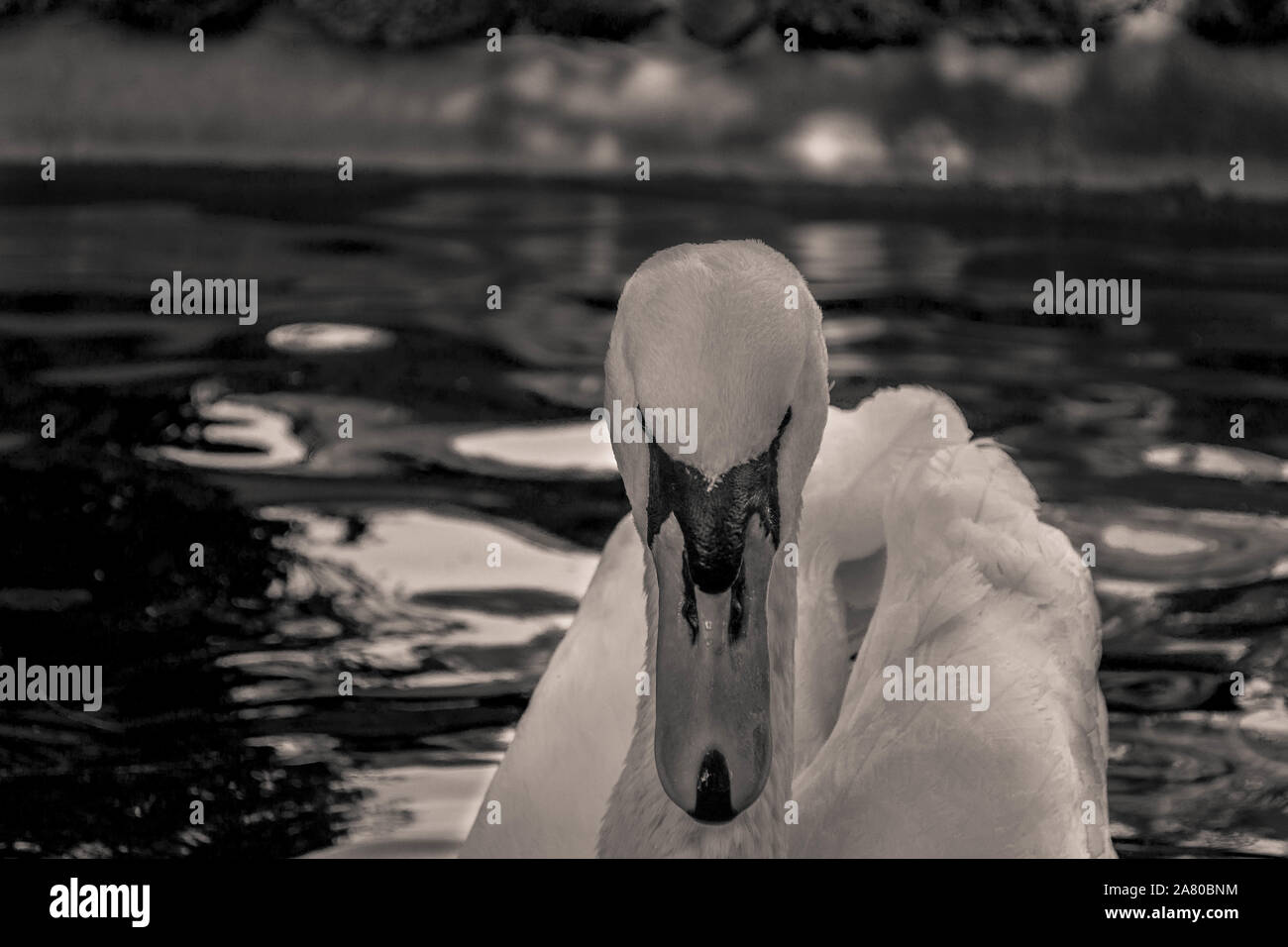 Schwäne im See, Italien Stockfoto