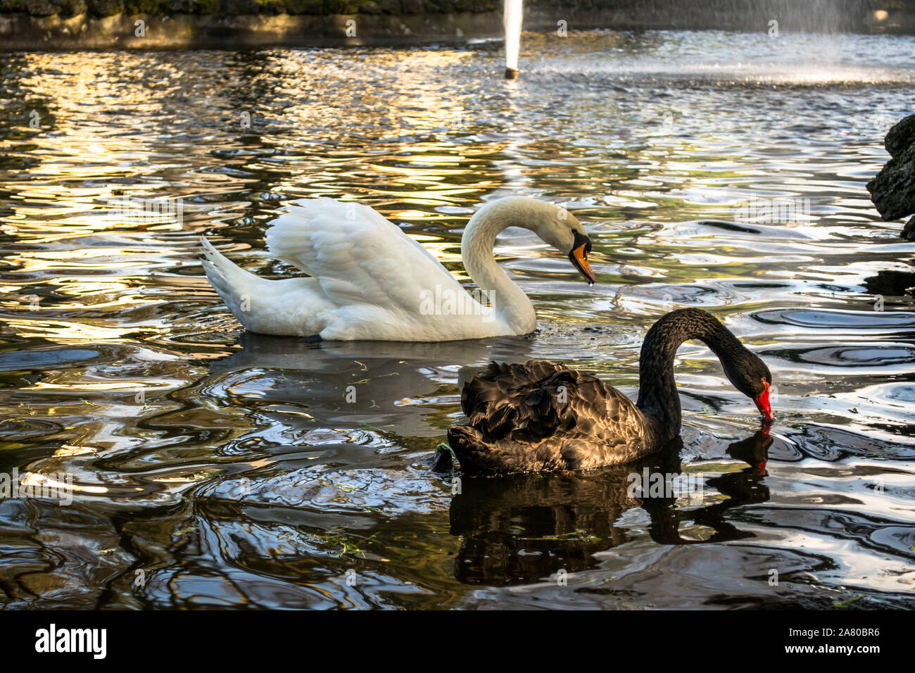 Schwäne im See, Italien Stockfoto
