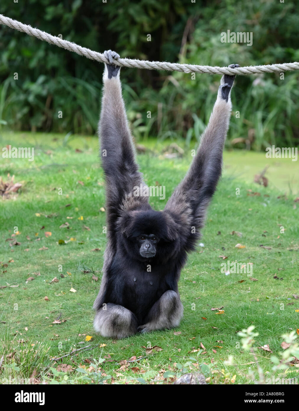 Silbrig Gibbon auf dem Gras, hängend an einem Seil, selektiver Fokus Stockfoto