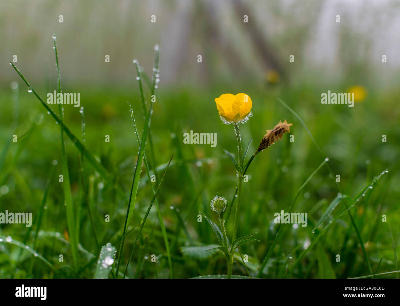 Wiese Hahnenfuß (Ranunculus acris) ist eine Pflanzenart aus der Gattung der blühenden Pflanze in der Familie der Ranunculaceae. Stockfoto