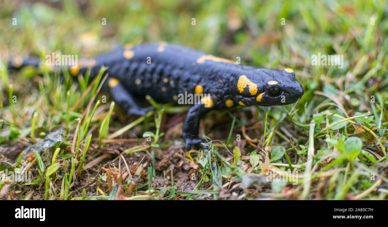 Feuersalamander im grünen Gras. Stockfoto