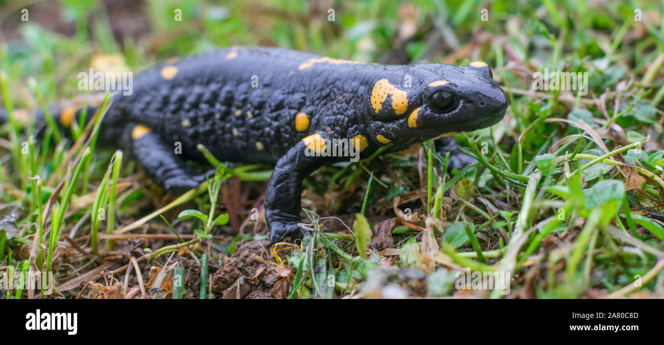 Feuersalamander im grünen Gras. Stockfoto