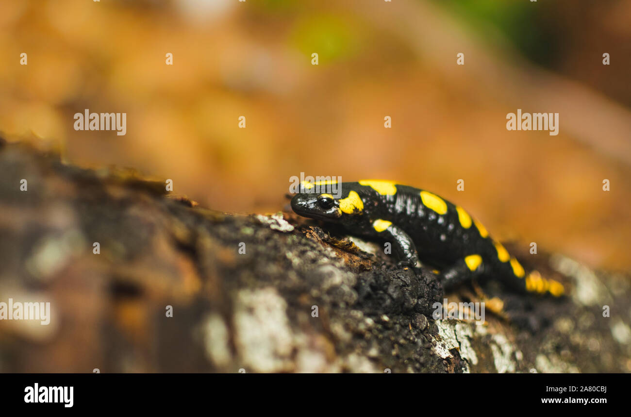 Feuersalamander, die zu Fuss gefallenen Baumstamm in Forrest. Selektiver Fokus Stockfoto