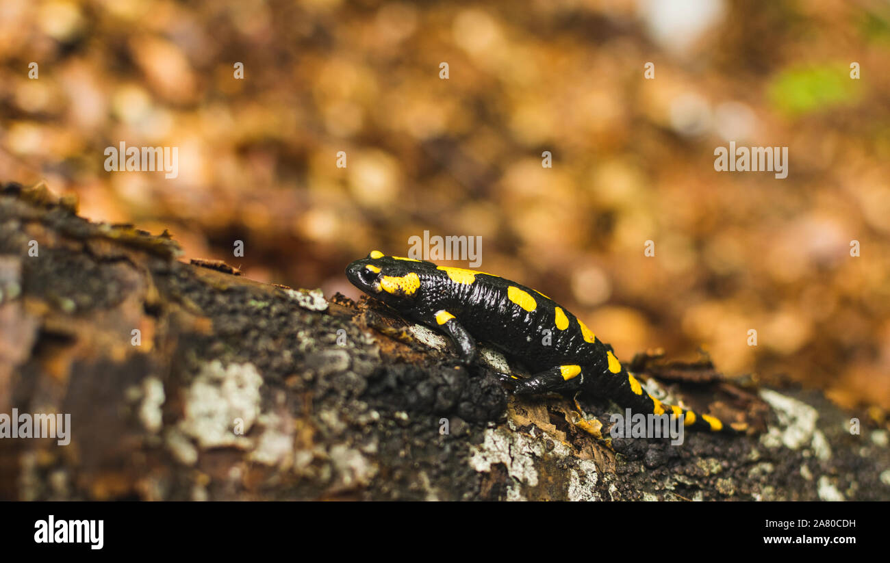 Feuersalamander, die zu Fuss gefallenen Baumstamm in Forrest. Selektiver Fokus Stockfoto