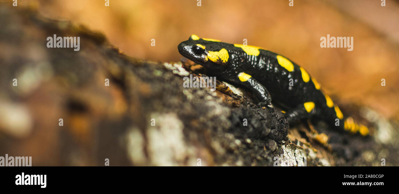 Feuersalamander, die zu Fuss gefallenen Baumstamm in Forrest. Selektiver Fokus Stockfoto