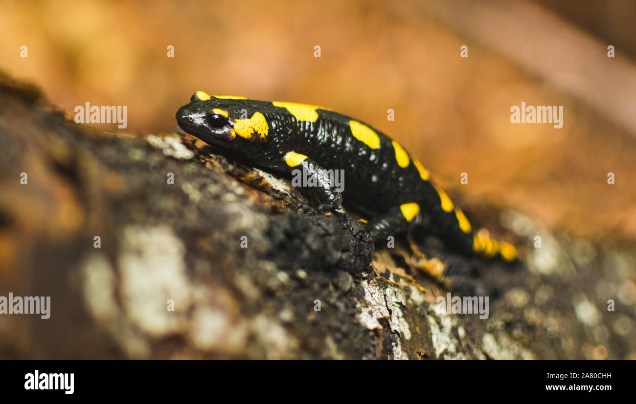 Feuersalamander, die zu Fuss gefallenen Baumstamm in Forrest. Selektiver Fokus Stockfoto