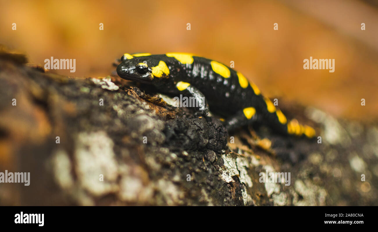 Feuersalamander, die zu Fuss gefallenen Baumstamm in Forrest. Selektiver Fokus Stockfoto