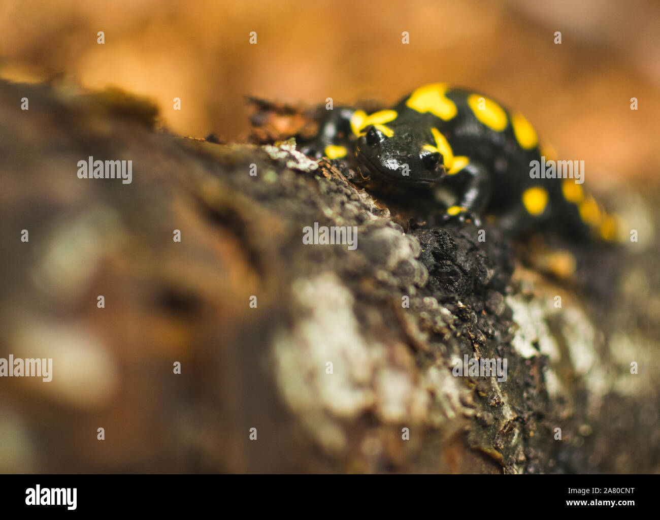 Feuersalamander, die zu Fuss gefallenen Baumstamm in Forrest. Selektiver Fokus Stockfoto
