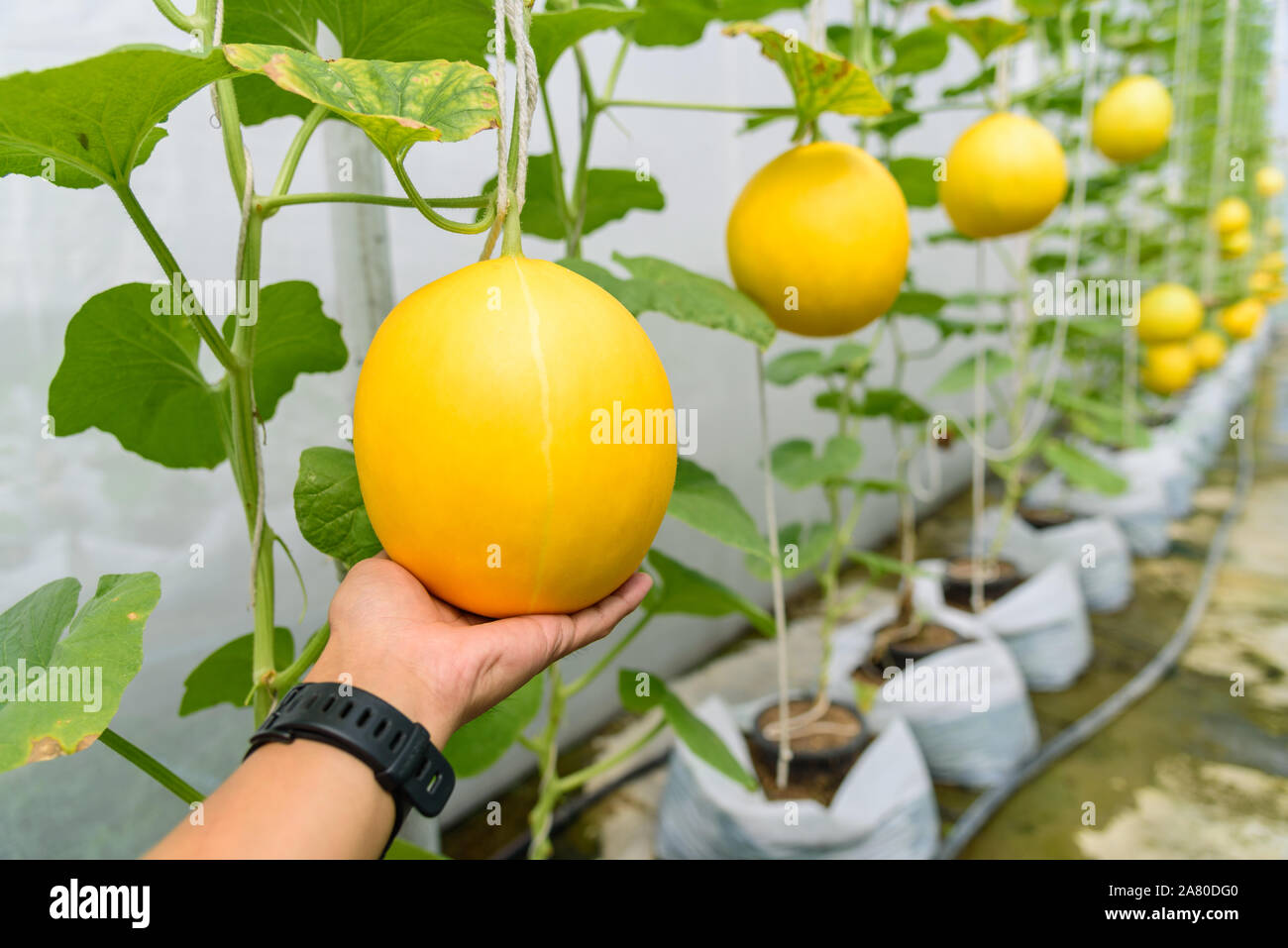 Frische goldene Melone in Farm Stockfoto