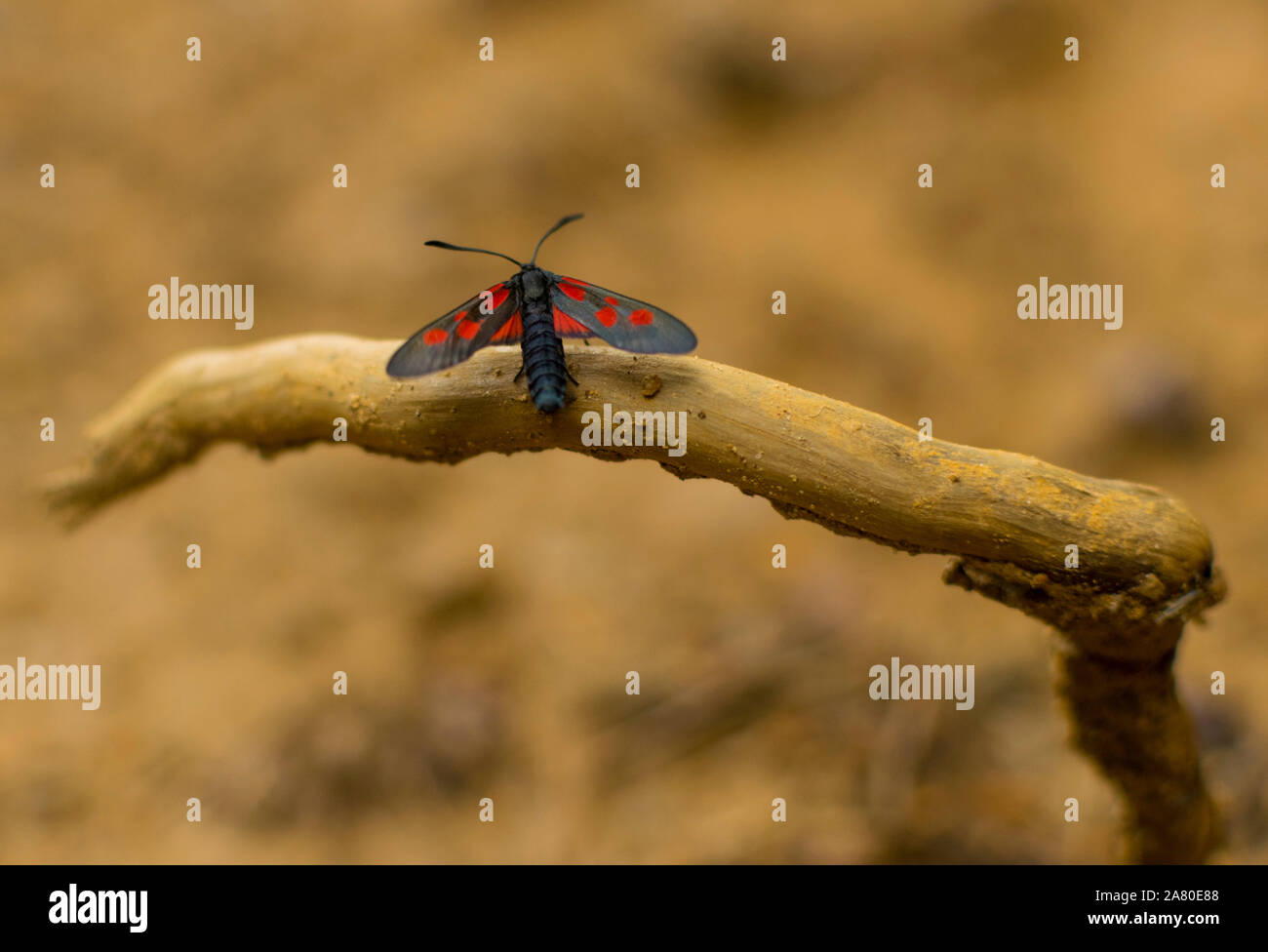 Die kleinen roten und schwarzen Insekt auf Zweig. Selektiver Fokus und Makrofotografie Stockfoto