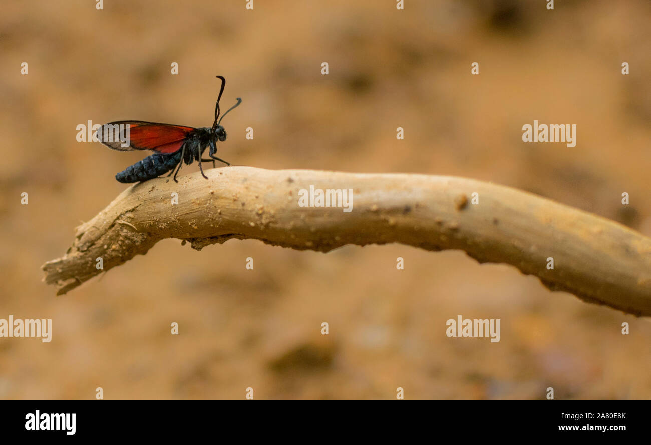 Die kleinen roten und schwarzen Insekt auf Zweig. Selektiver Fokus und Makrofotografie Stockfoto