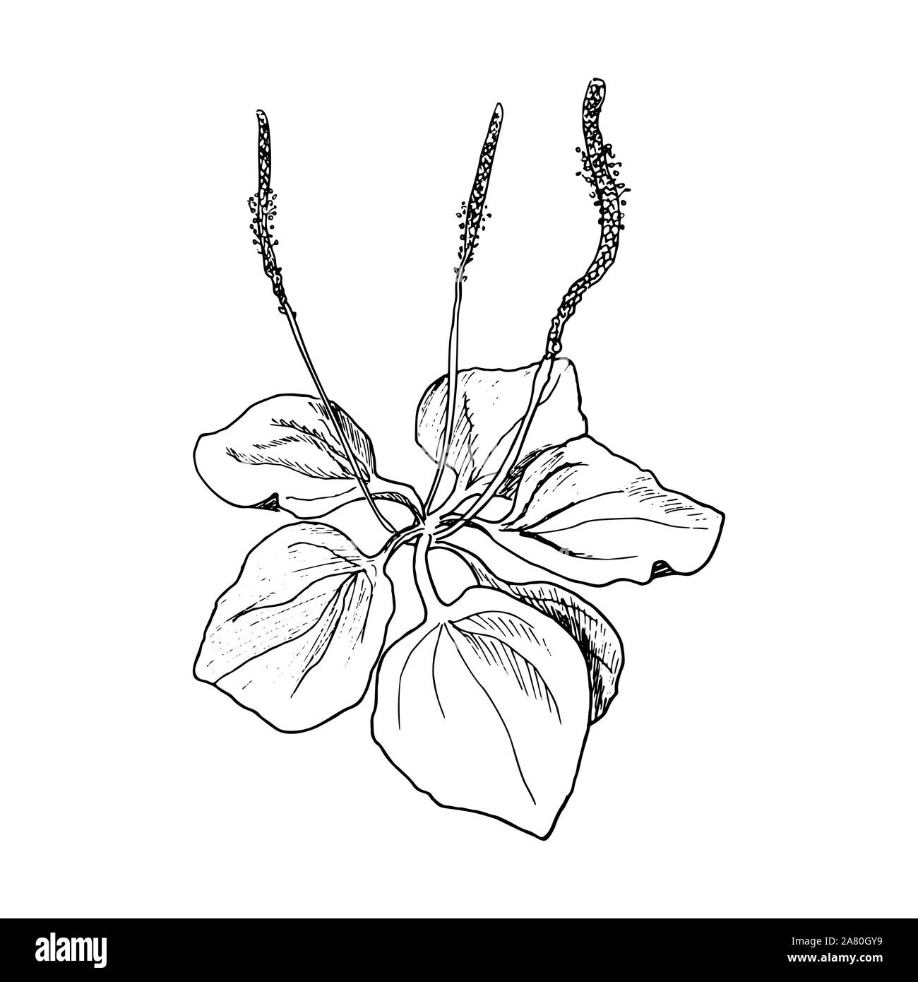 Frische wegerich Blätter, Rippe Gras, Hand gezeichnet Gravur Illustration, Minimalismus Stil. Plantago major Stock Vektor