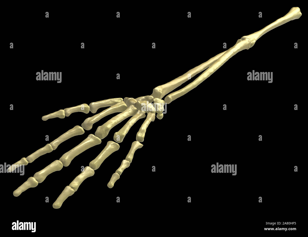 Skelett arm Knochen, 3D-Darstellung, horizontal, über Schwarz, isoliert Stockfoto