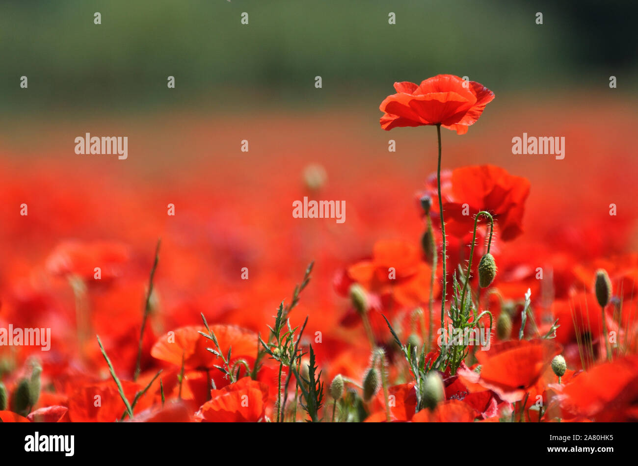 Bereich der rote Mohn in der Blüte, zerbrechlich und wunderschön. Frankreich, Provence. Stockfoto
