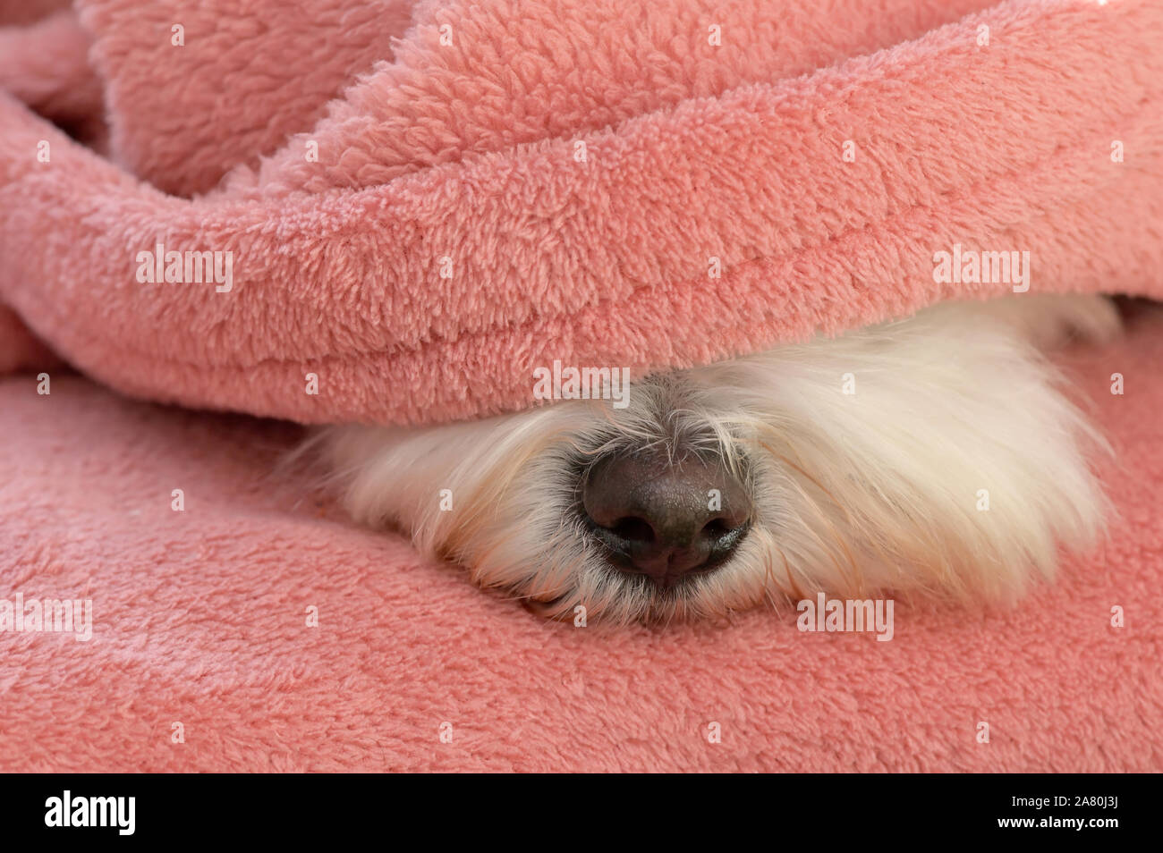 Nase Malteser Hund unter Decke entspannen Stockfotografie - Alamy