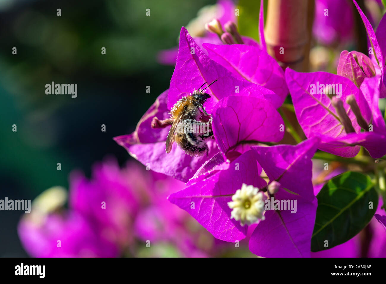 Fleißige Biene mit Pollen auf ein Blatt eines Bougainvillae abgedeckt Stockfoto