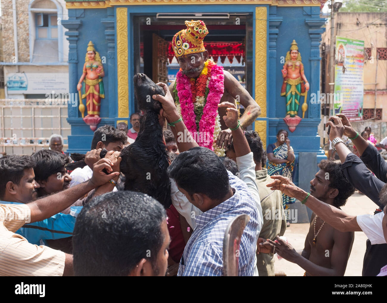 Devotees Übergabe eine Ziege zum Priester auf ihren Schultern während Kutti Kudithal Festival in Trichy, Tamil Nadu, Indien Stockfoto