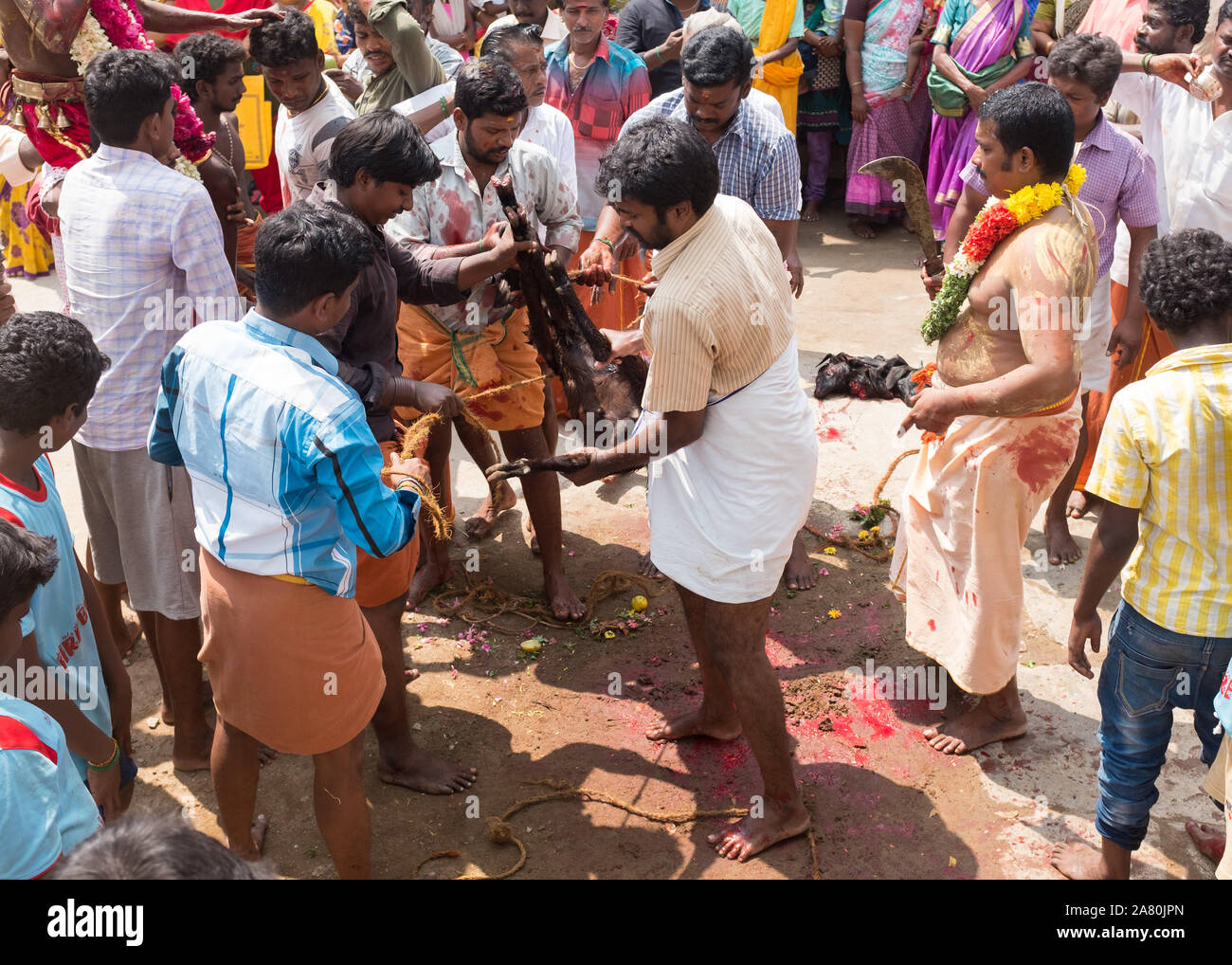 Anhänger Opfern eine Ziege während Kutti Kudithal Festival in Trichy, Tamil Nadu, Indien Stockfoto