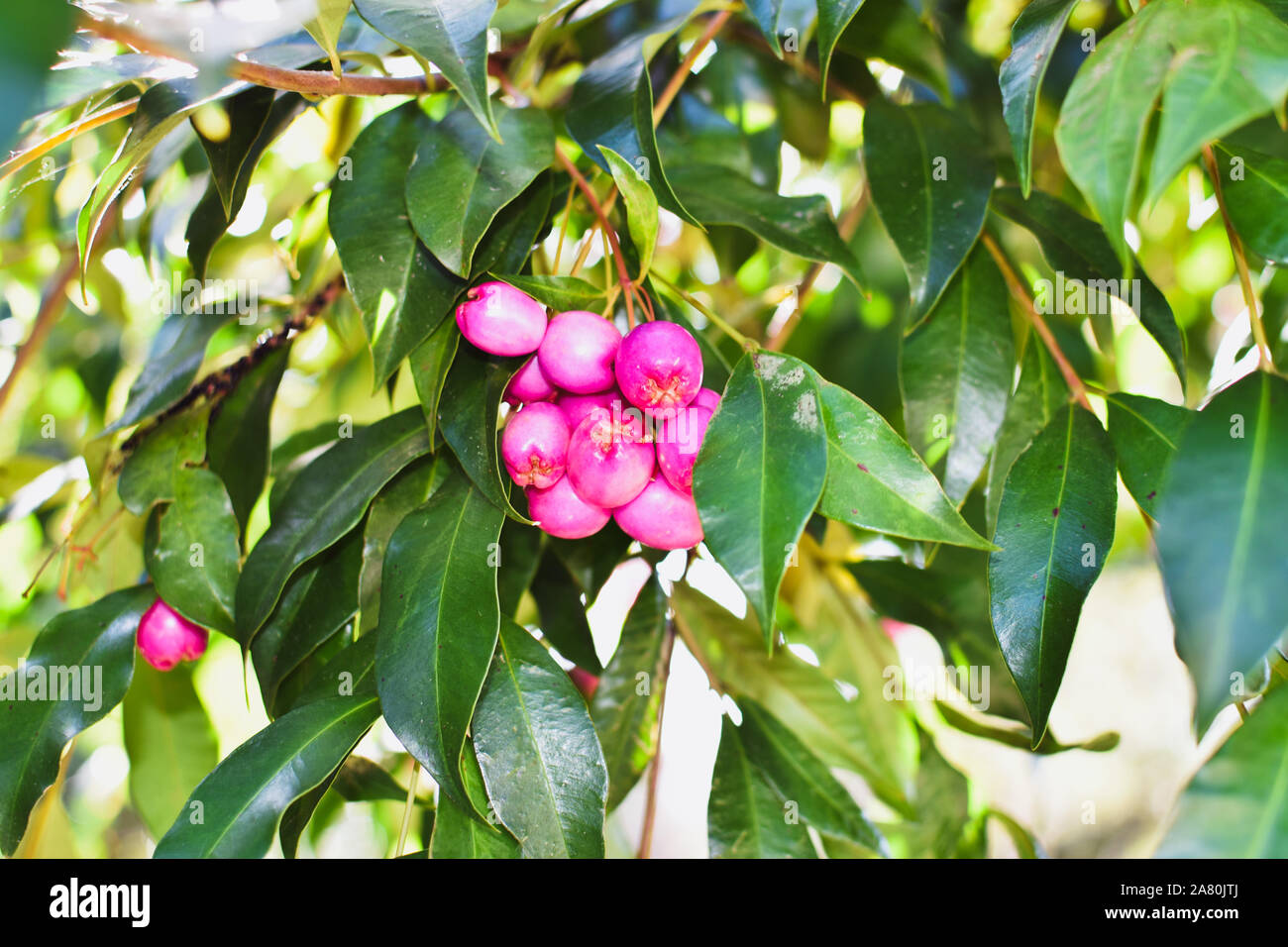 Rosa Früchte im Baum Stockfoto